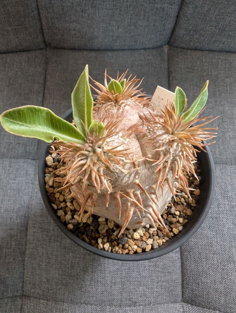 パキポディウム　エブレネウム