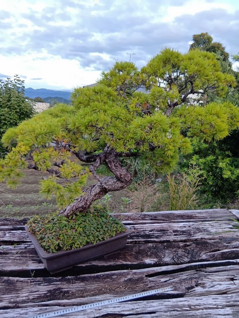 五葉松の盆栽 曲がった幹（かなり大きいサイズ）