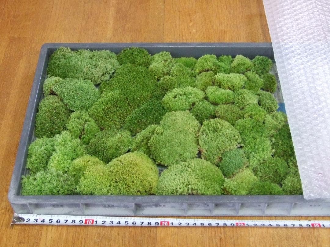 teru3　コケ各種3.5トレーとカサゴケ1Pタマゴケ2P