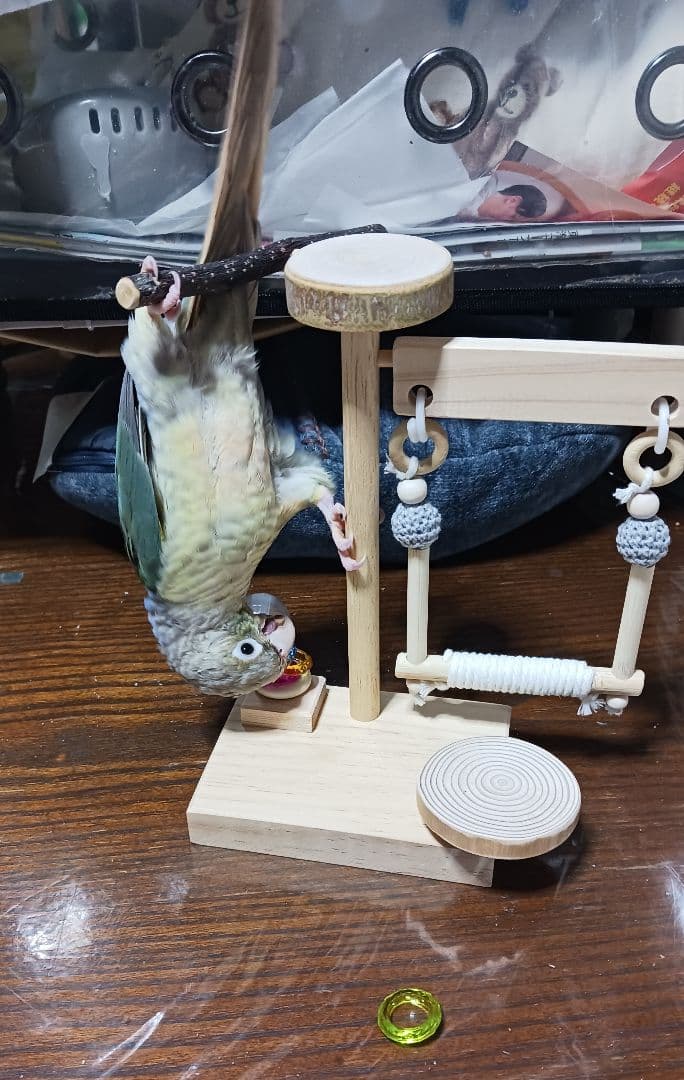 gc10　ミニアスレチック　止まり木　バードトイ　フォージングトイ　文鳥　インコ