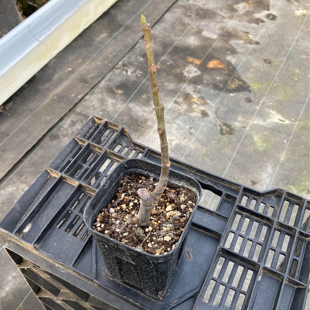 Das Far La Figuera 挿木苗 イチジク