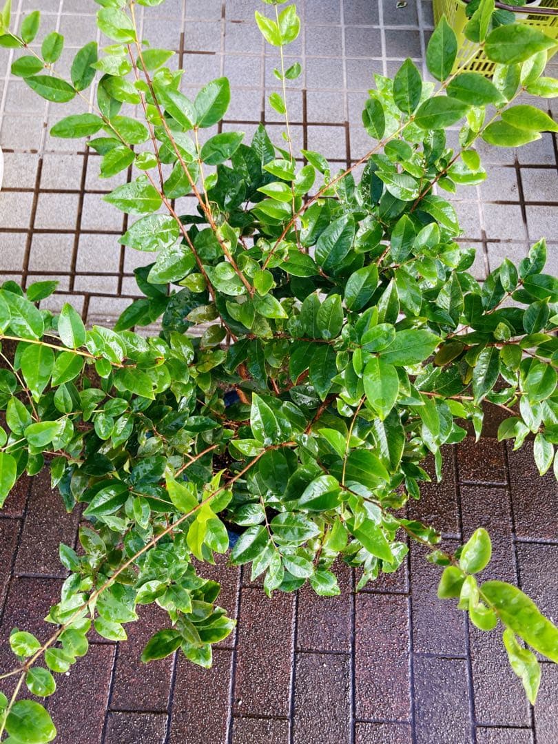 ジャボチカバ　送料無料