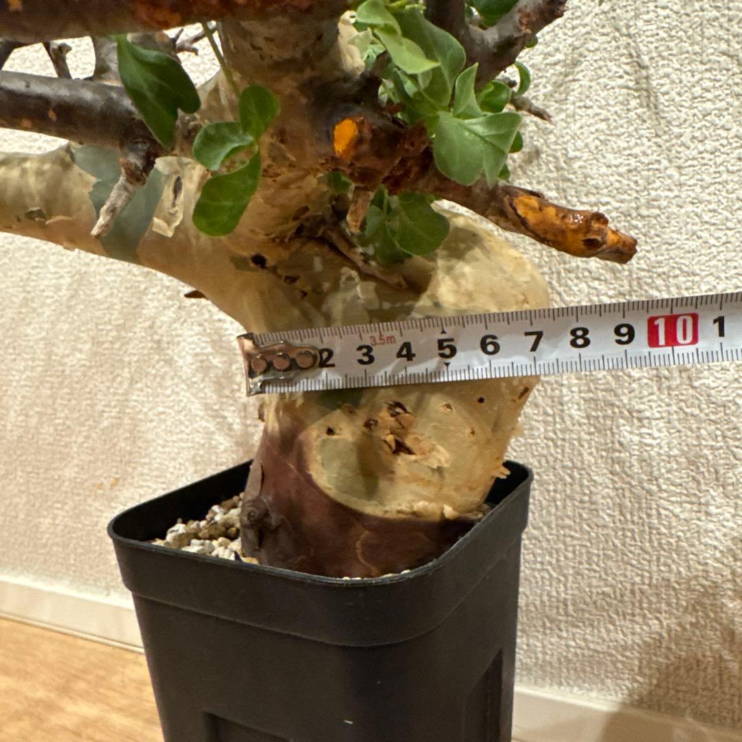 大株 コミフォラ カタフ ピュア ソマリア 発根済