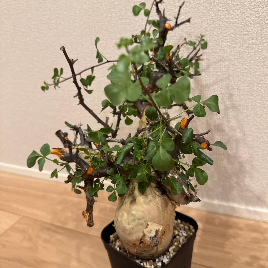 大株 コミフォラ カタフ ピュア ソマリア 発根済