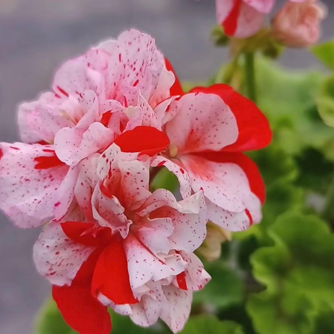 絞り咲ゼラニウム　希少品種ゼラニウム　超珍しいゼラニウム　SHAN01