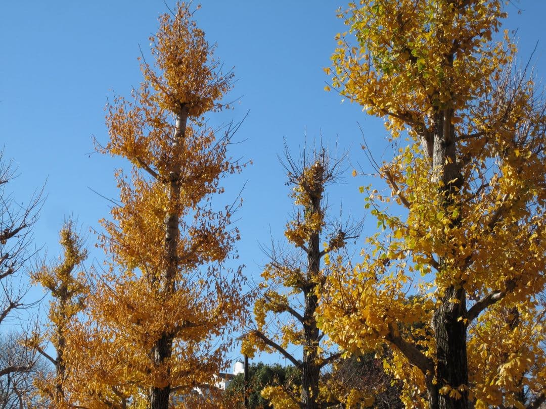 Canon IXY Digital コンパクトデジタルカメラ