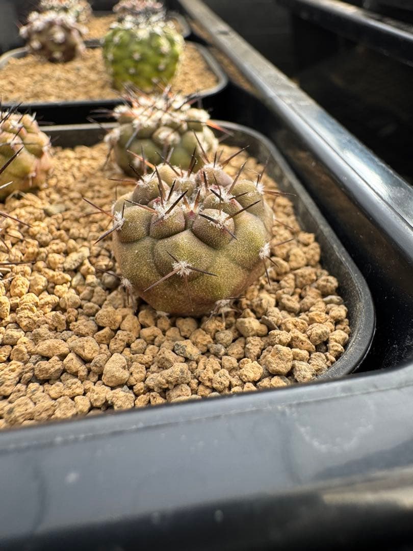 sumisplants様 リクエスト 8点 まとめ商品