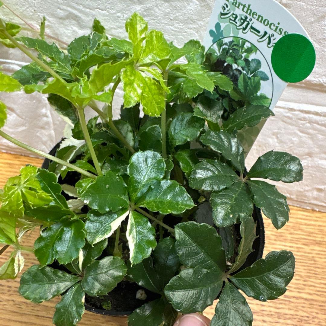 【現品】レア♡斑入り♡シュガーパイン♡3号♡ポットごと宅急便コンパクト