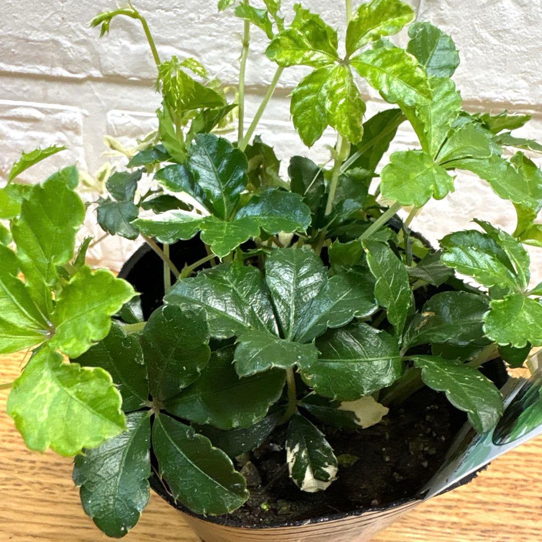 【現品】レア♡斑入り♡シュガーパイン♡3号♡ポットごと宅急便コンパクト