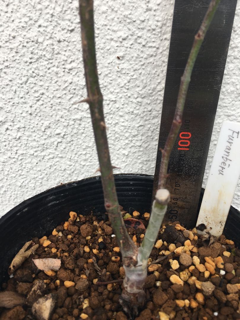 かおりんご　おまとめ２点