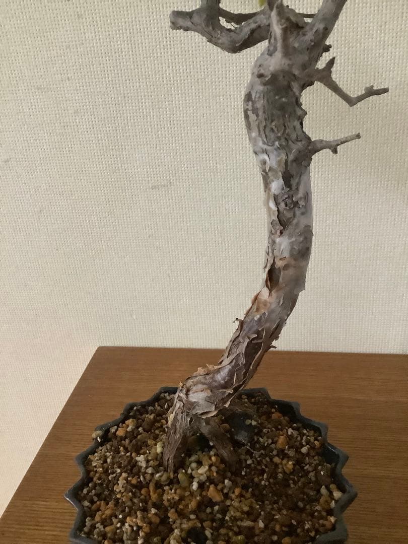 コミフォラモンストローサ　現地球　塊根植物