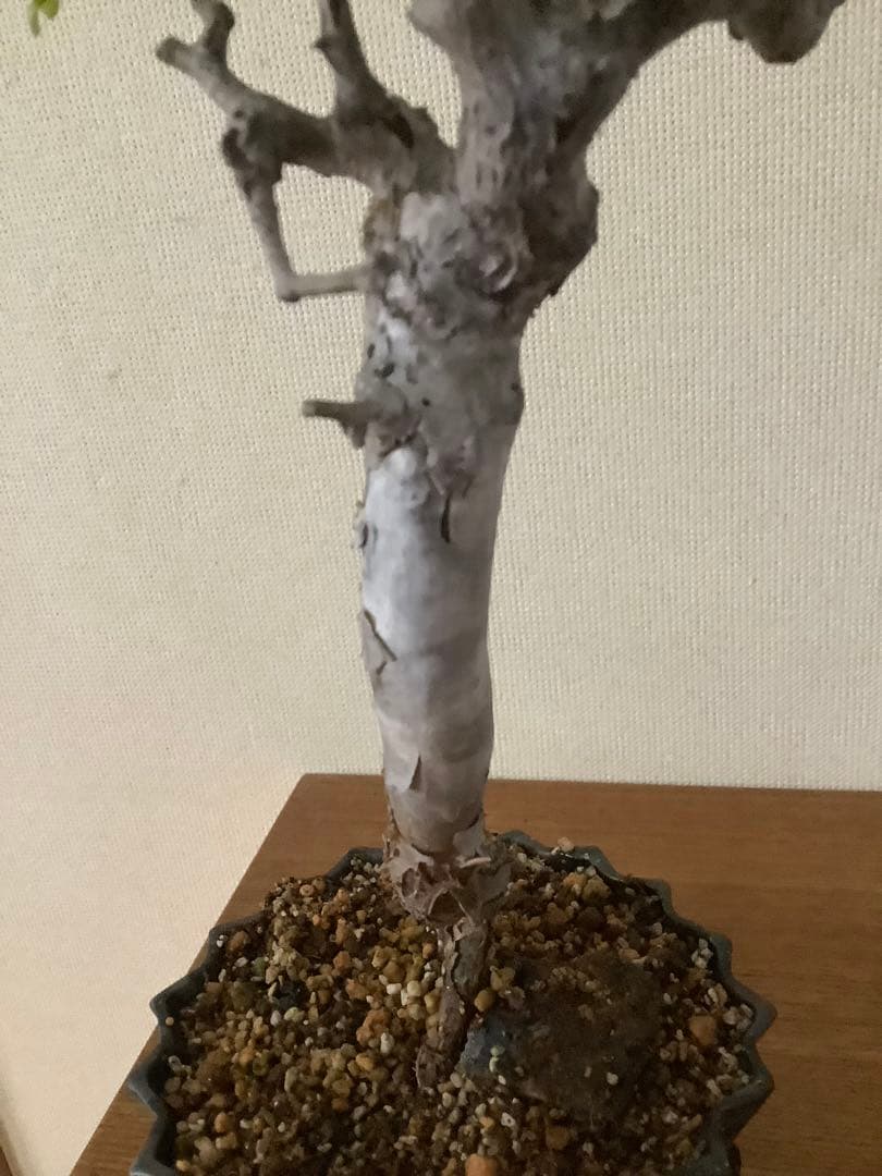 コミフォラモンストローサ　現地球　塊根植物