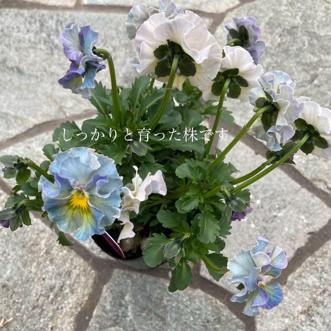 u*b様 プティフール　ビオラ　ハルグリン　送料込み