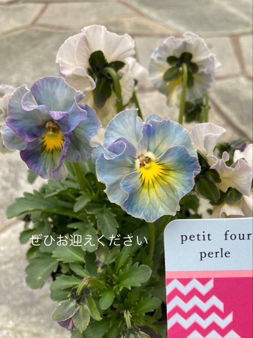 u*b様 プティフール　ビオラ　ハルグリン　送料込み