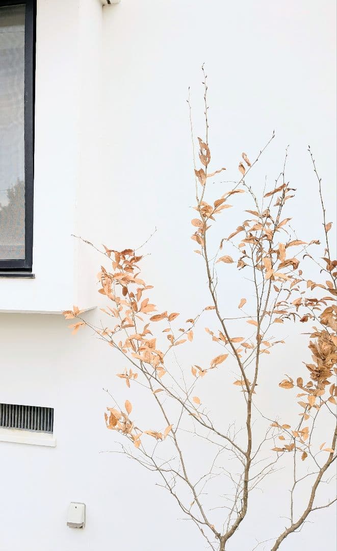 素性抜群。山採りヤマコウバシ。