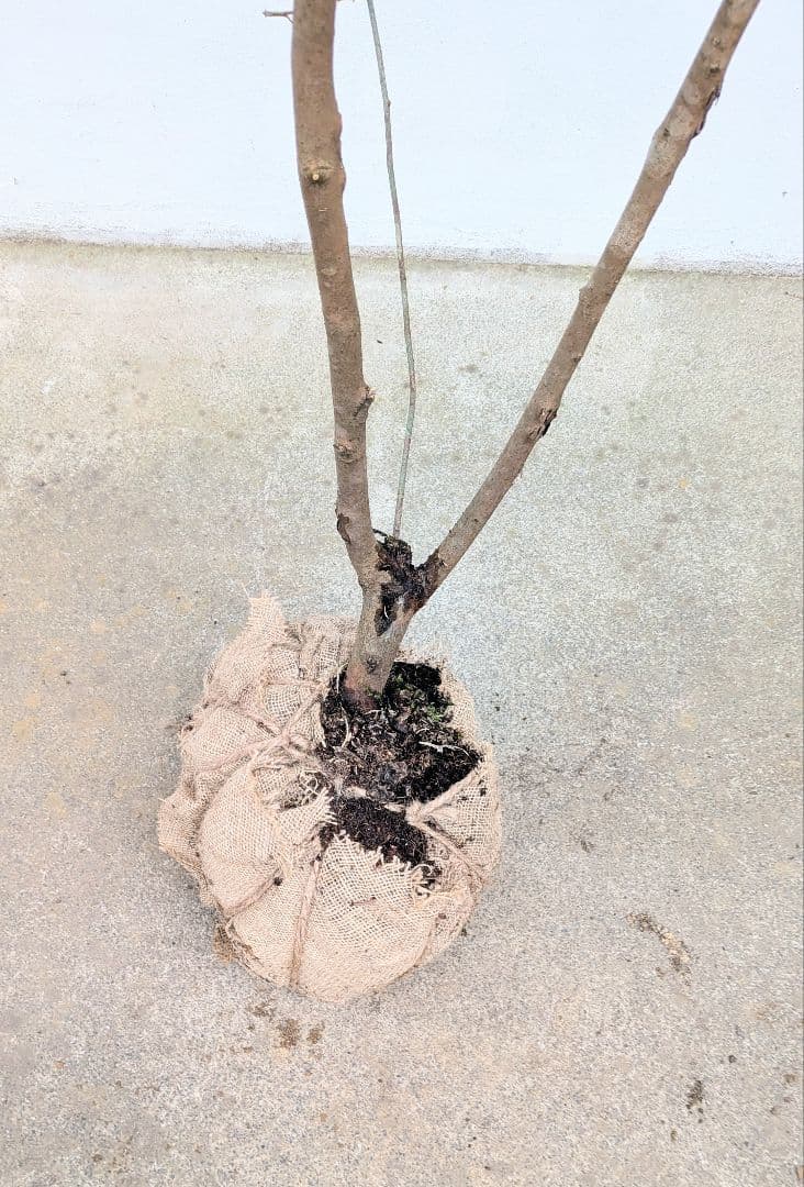 素性抜群。山採りヤマコウバシ。