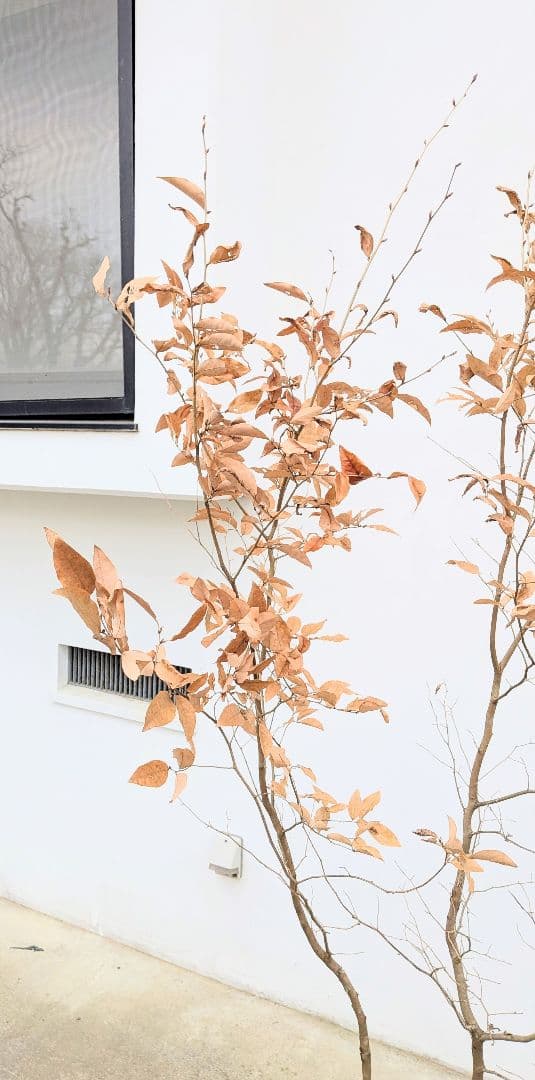 素性抜群。山採りヤマコウバシ。