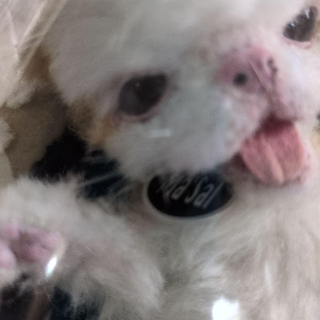 S*n様 作家物 猫 ネコ アートドール エキゾチック