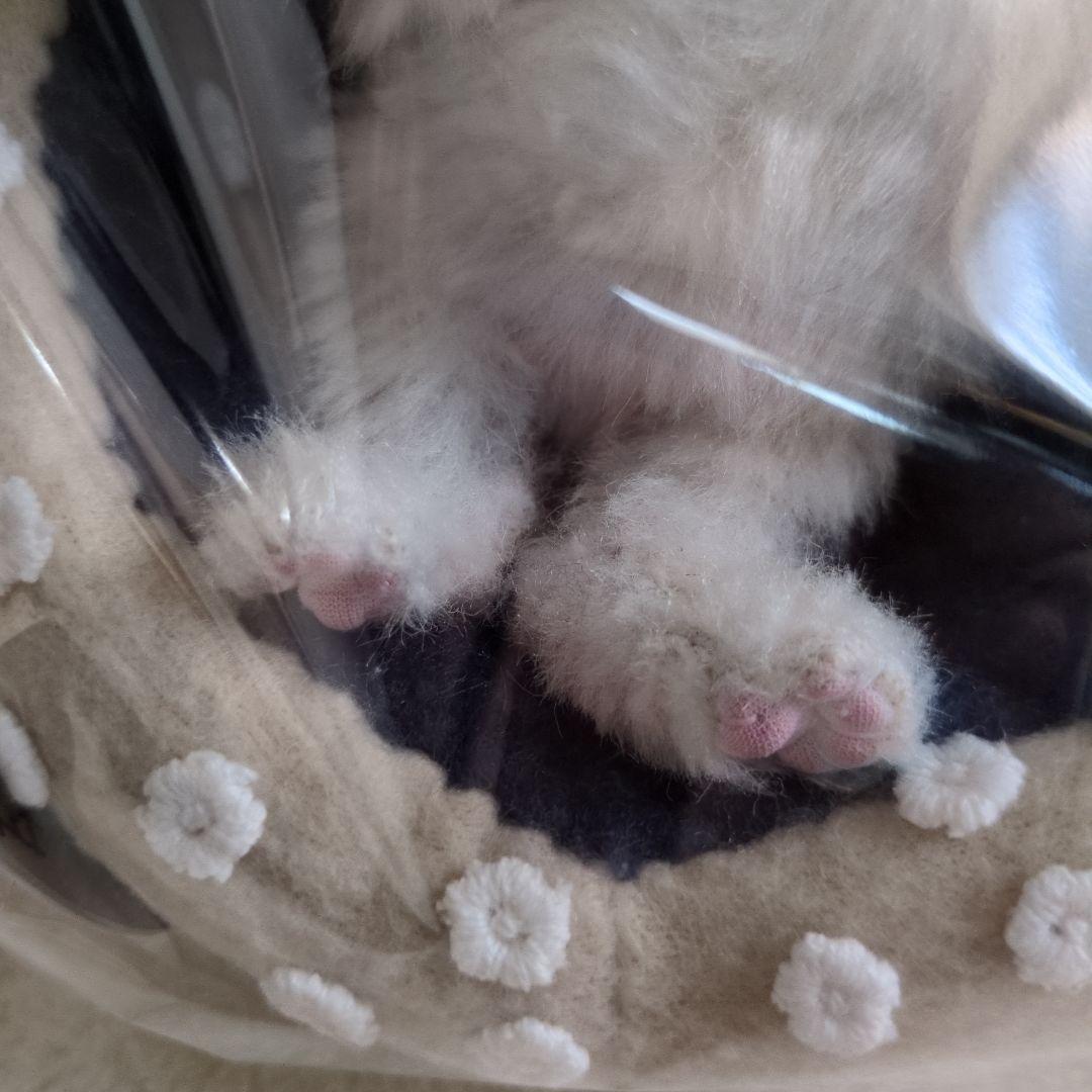 S*n様 作家物 猫 ネコ アートドール エキゾチック