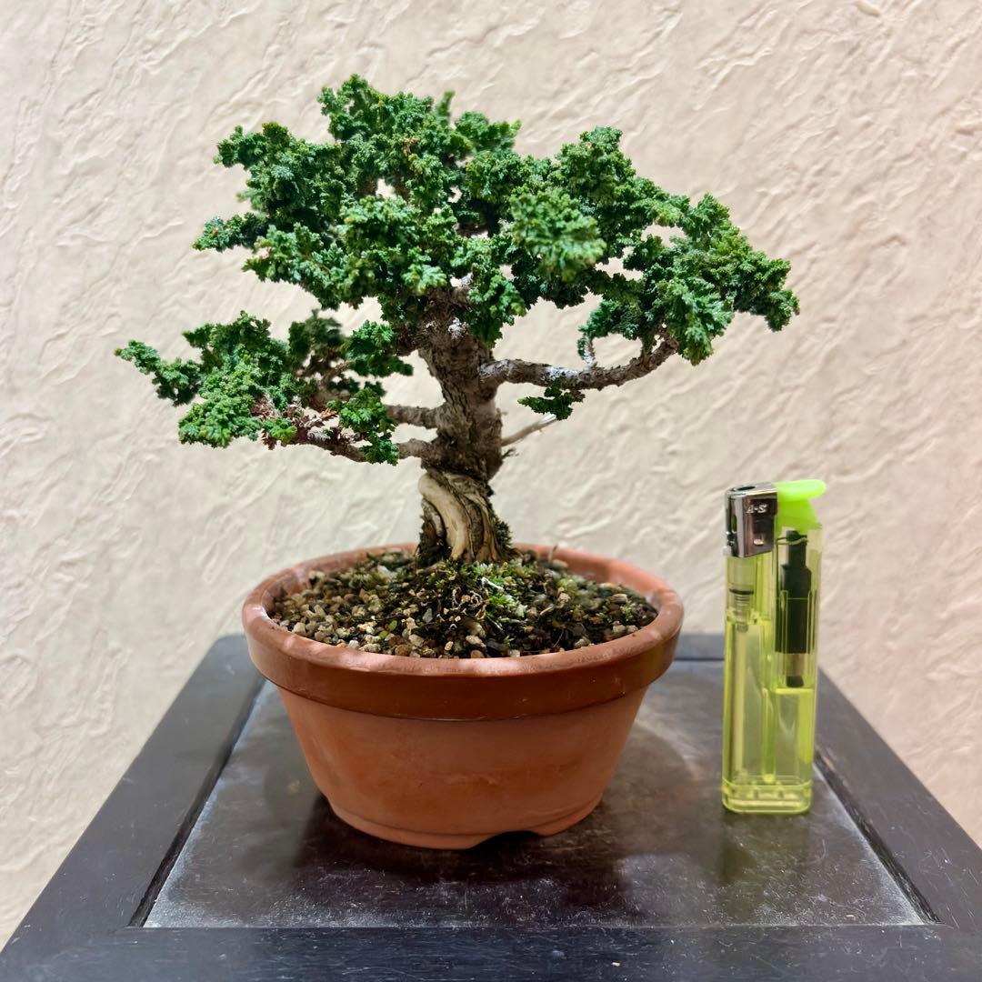 樹高12㎝　石化ヒノキ　檜　小品盆栽　真柏　黒松　五葉松　楓　桜　梅