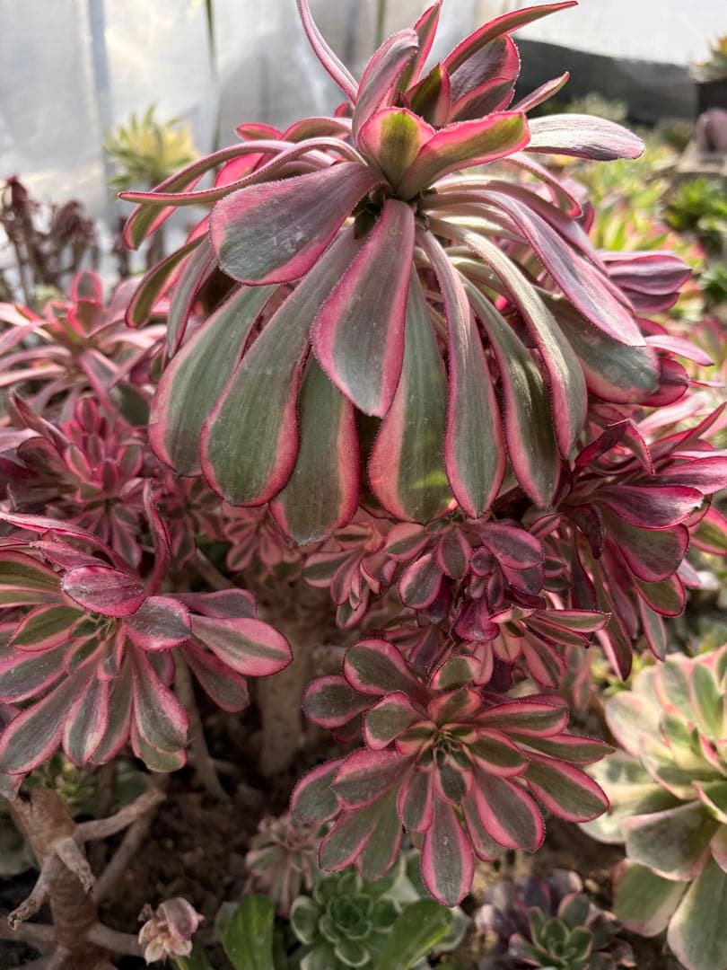 アエオニウム　シャネル法師錦