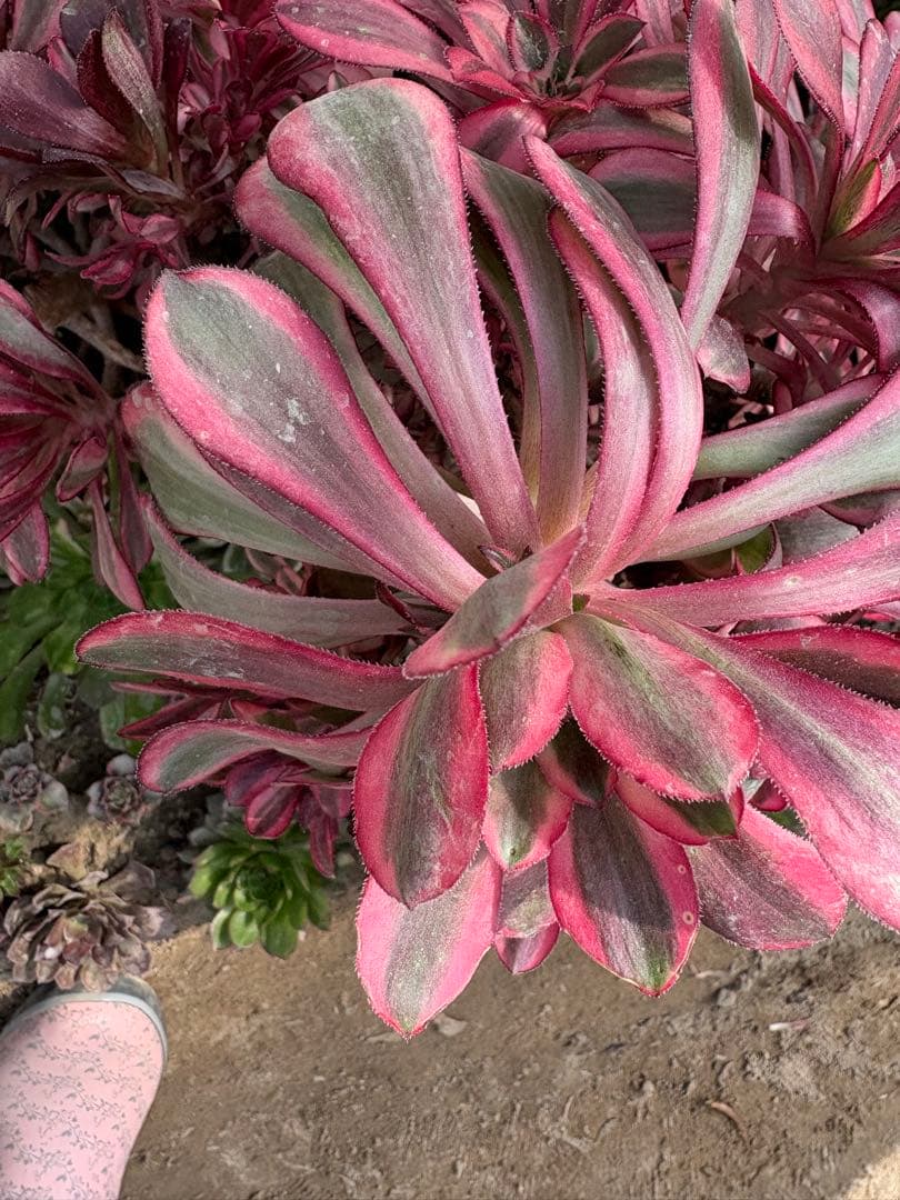 アエオニウム　シャネル法師錦