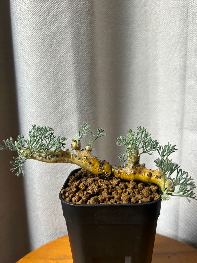 良型発根3サルコカウロン ムルチフィズム モンソニア ムルチフィダペラルゴニウム