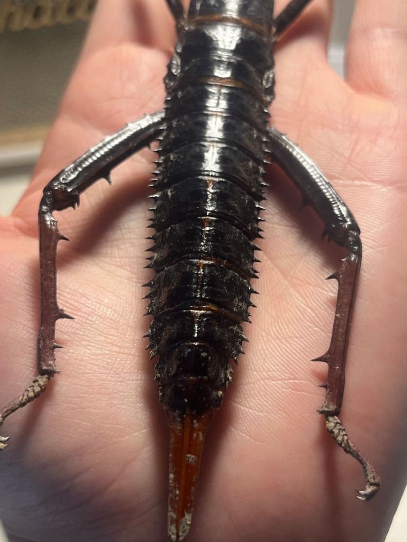 【♀】トゲアシフトナナフシオバケフトナナフシコノハムシ　標本