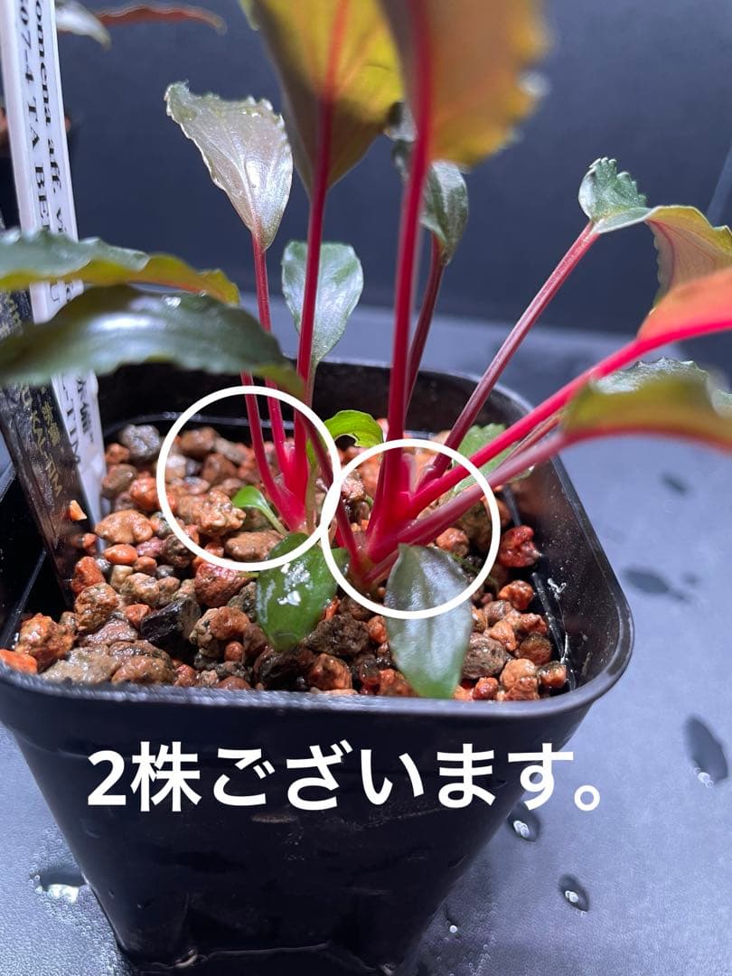 Homalomena aff. vittifolia \"赤備\" 　赤軸選抜　2株