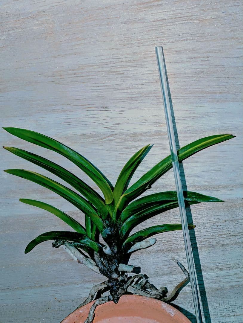 富貴蘭　黒金牡丹黄縞（無加温作り品）