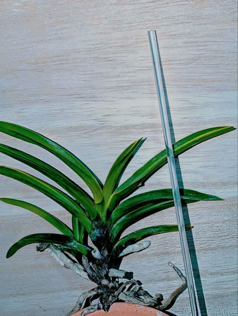 富貴蘭　黒金牡丹黄縞（無加温作り品）