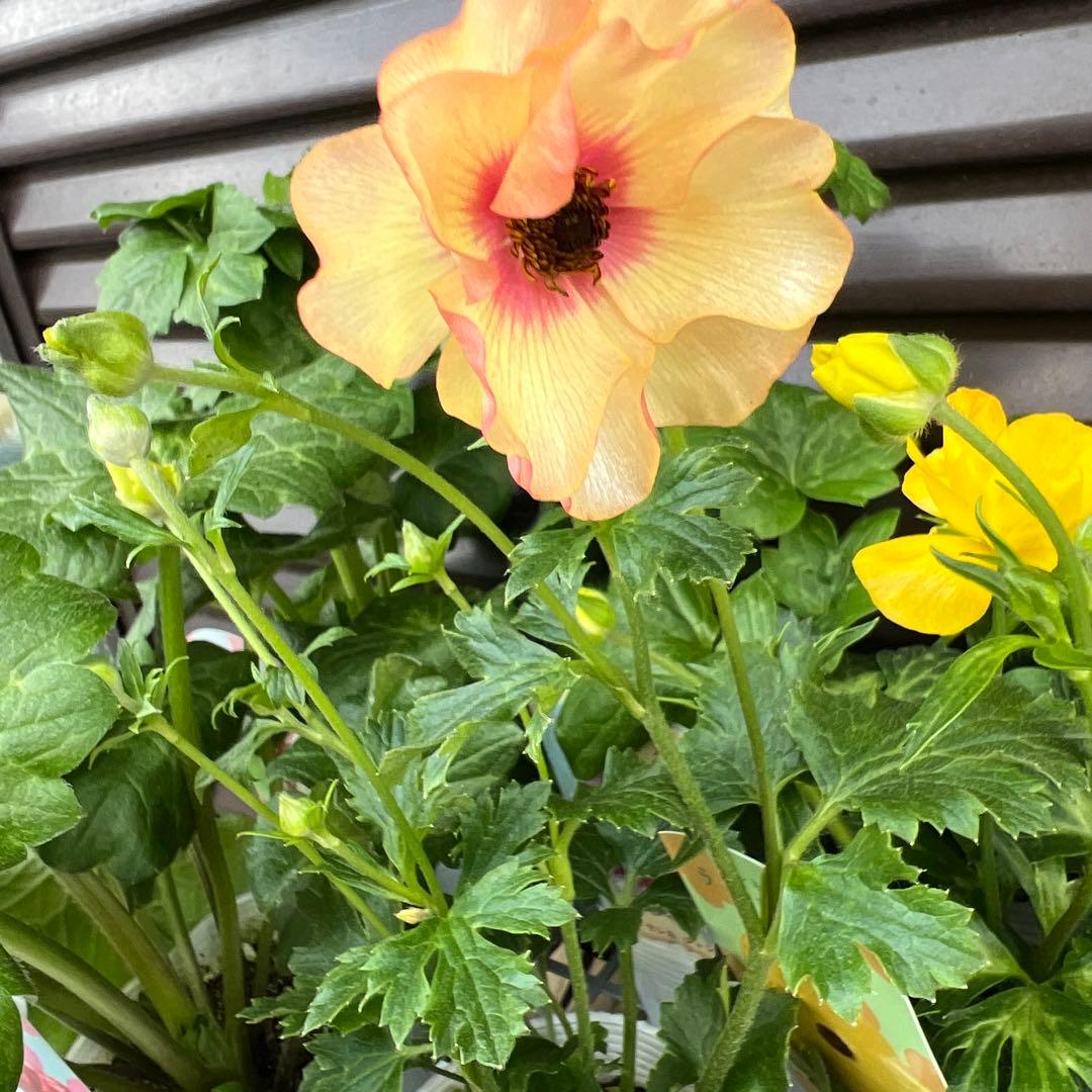 ラナンキュラスラックス❁⃘*.゜エヴァンジェリン