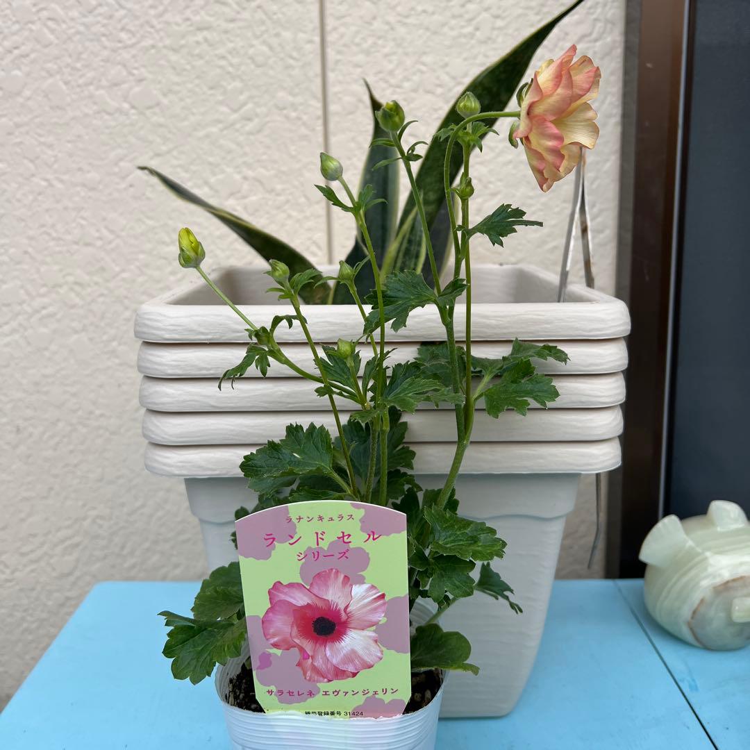 ラナンキュラスラックス❁⃘*.゜エヴァンジェリン