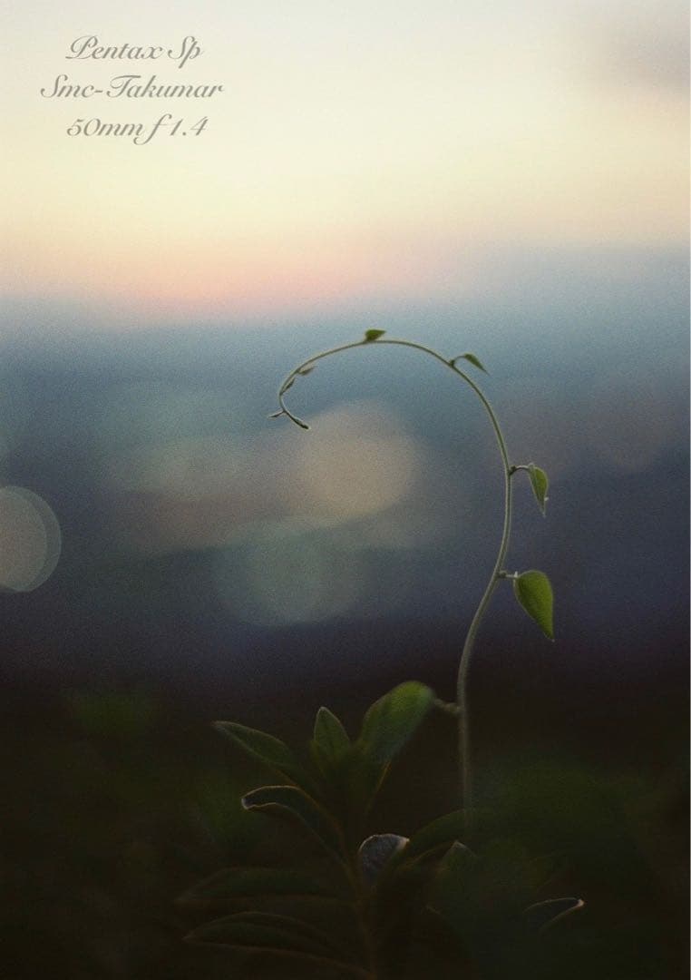 pentax sp セット★完動品＊美品＊初期保証付★作例多数★フィルム入門に！