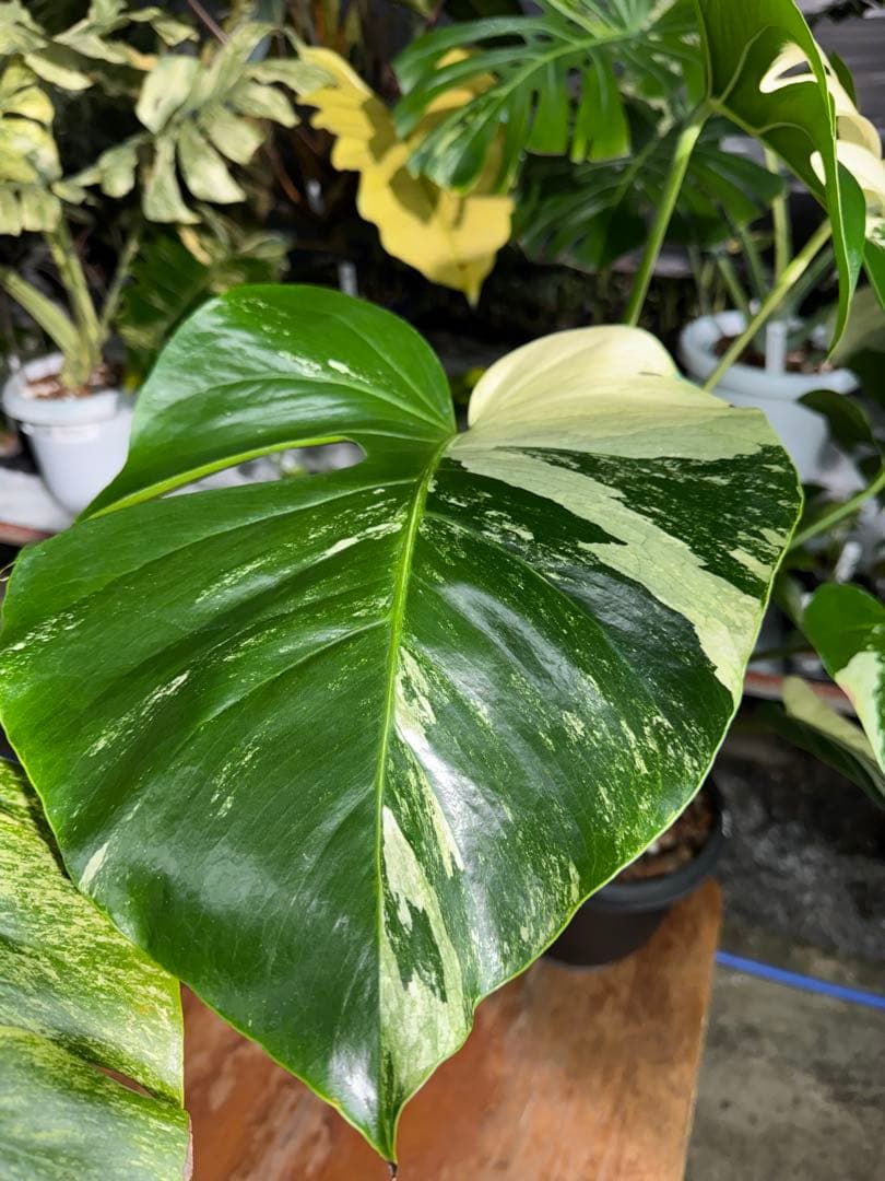 BS1モンステラ　ボルギシアナ　x デリシオーサ　ミント　美株