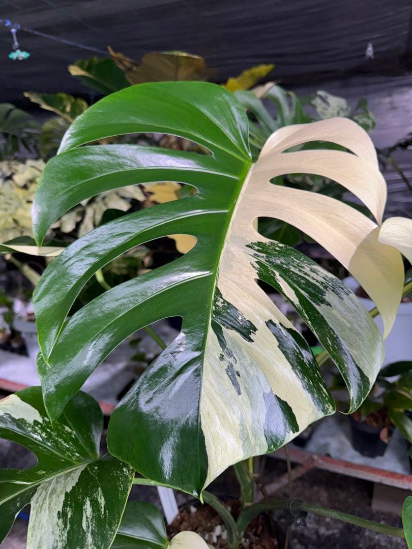 BS1モンステラ　ボルギシアナ　x デリシオーサ　ミント　美株