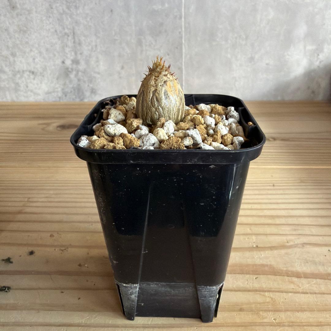 パキポディウムウィンゾリー 国内実生株