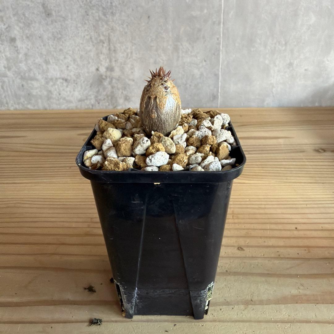 パキポディウムウィンゾリー 国内実生株