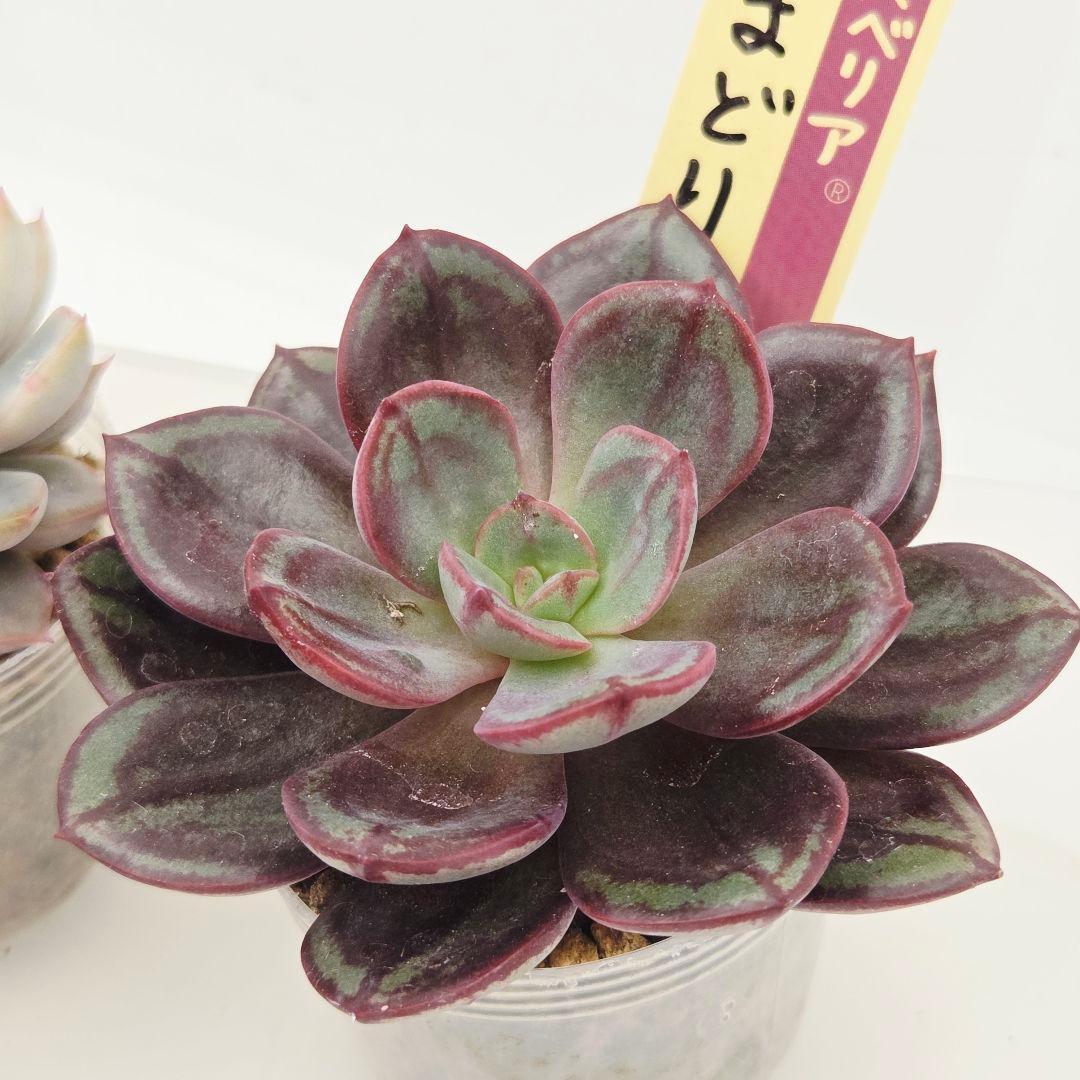 M*˚様 ⑲大きめ苗! そわそわ❣️青鬼❣️龍鱗蓮華❣️おらいさん発根済 6苗メ