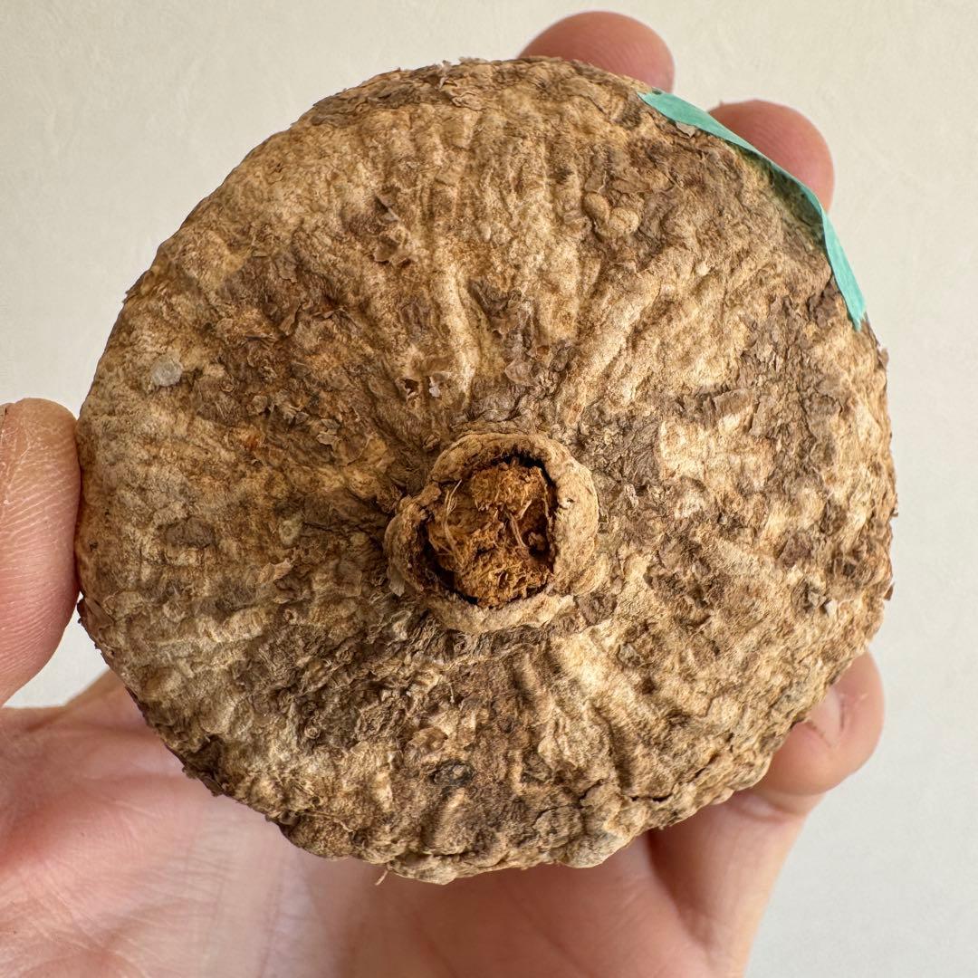 21.アデニア・オバタ 輸入直後ベアルート株　Adenia Ovata