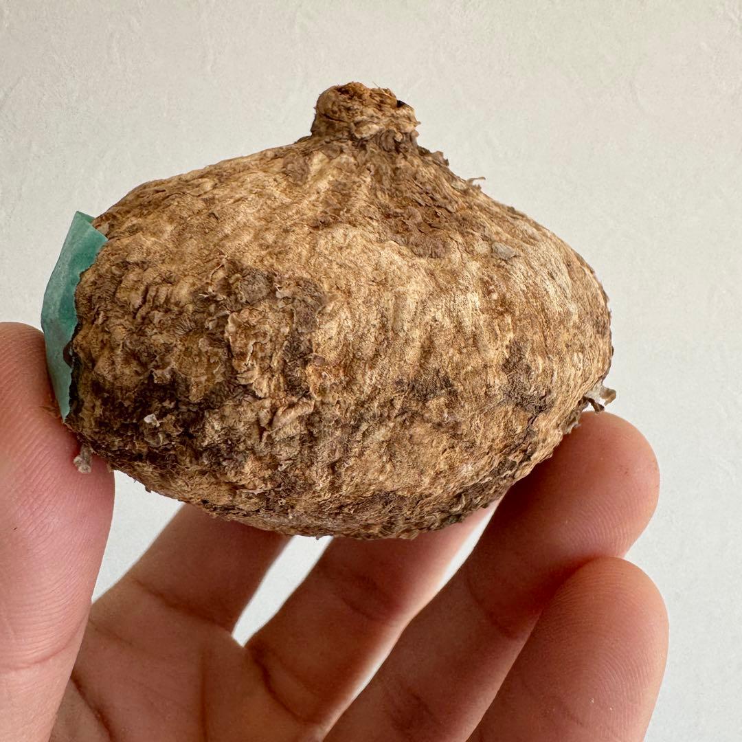 21.アデニア・オバタ 輸入直後ベアルート株　Adenia Ovata