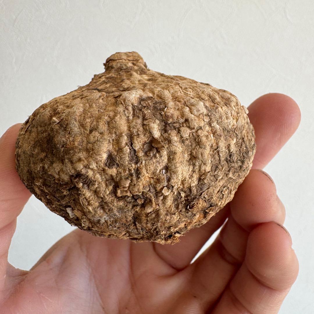 21.アデニア・オバタ 輸入直後ベアルート株　Adenia Ovata