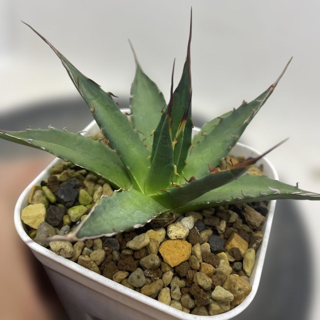 アガベ　ハイブリッド　獲利達×妖炎 ホリダ×エボリスピナ　実生選抜