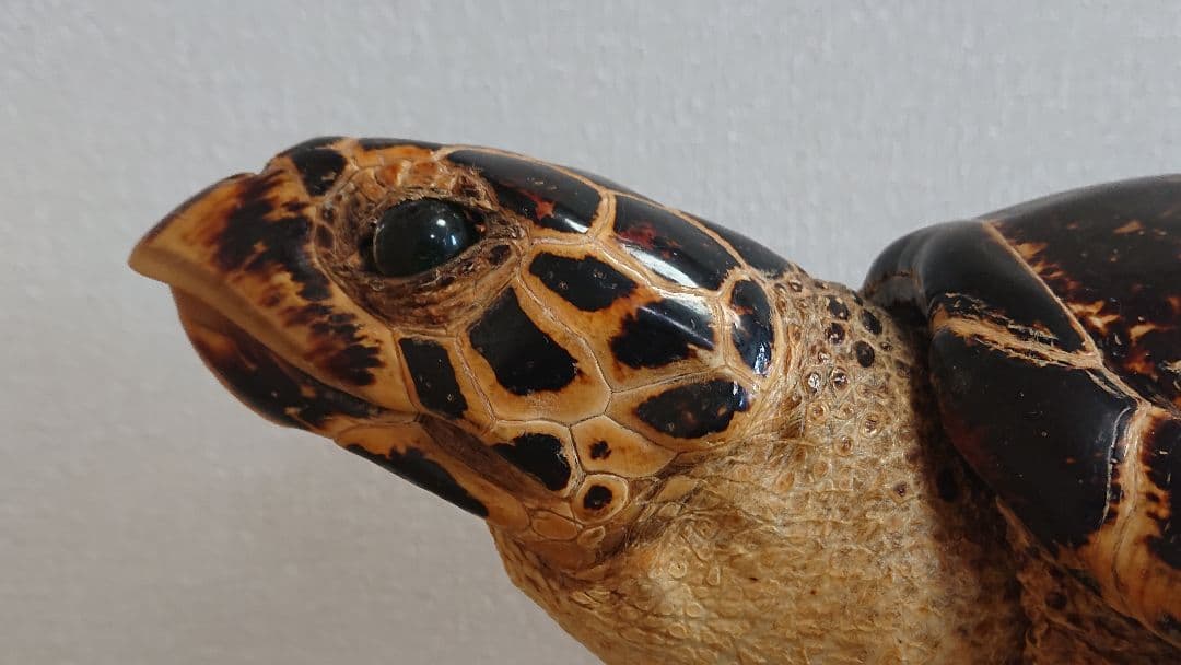 ウミガメ（タイマイ）剥製　国際希少野生動植物種登録標あり