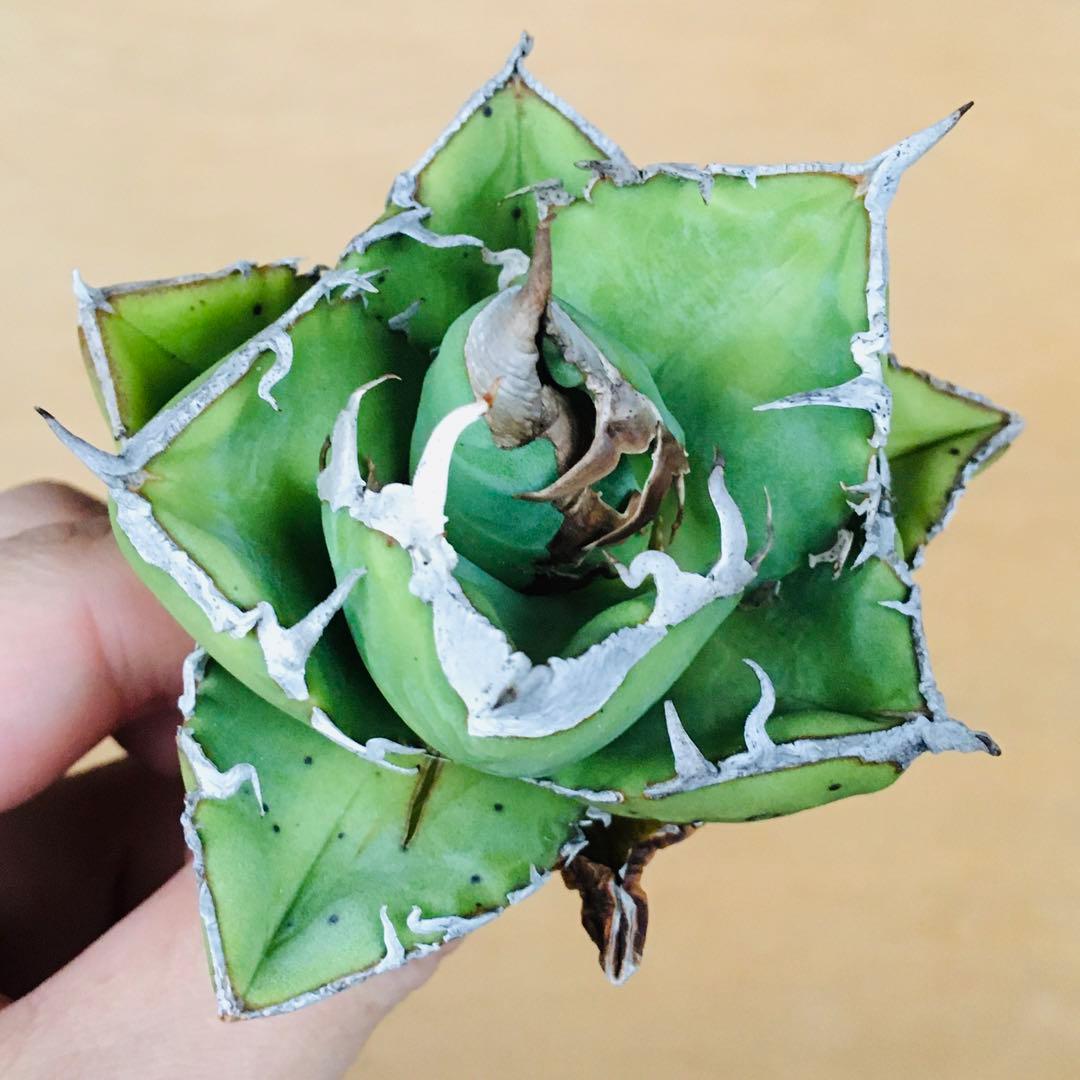 1 SAD 南アフリカダイヤモンド 肉厚短葉コンパクト TC株 アガベ チタノタ