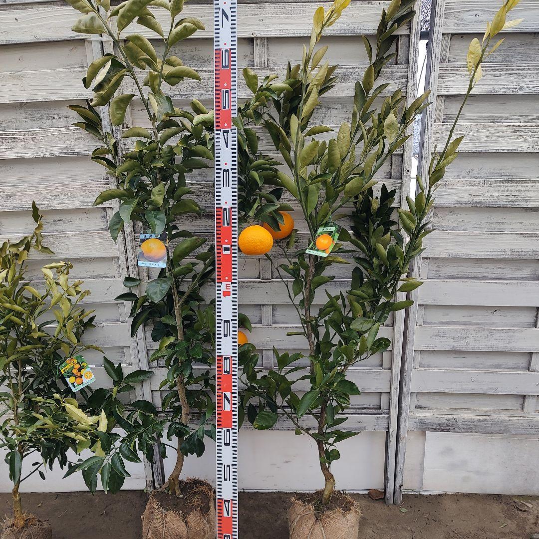 ひいさま専用出品