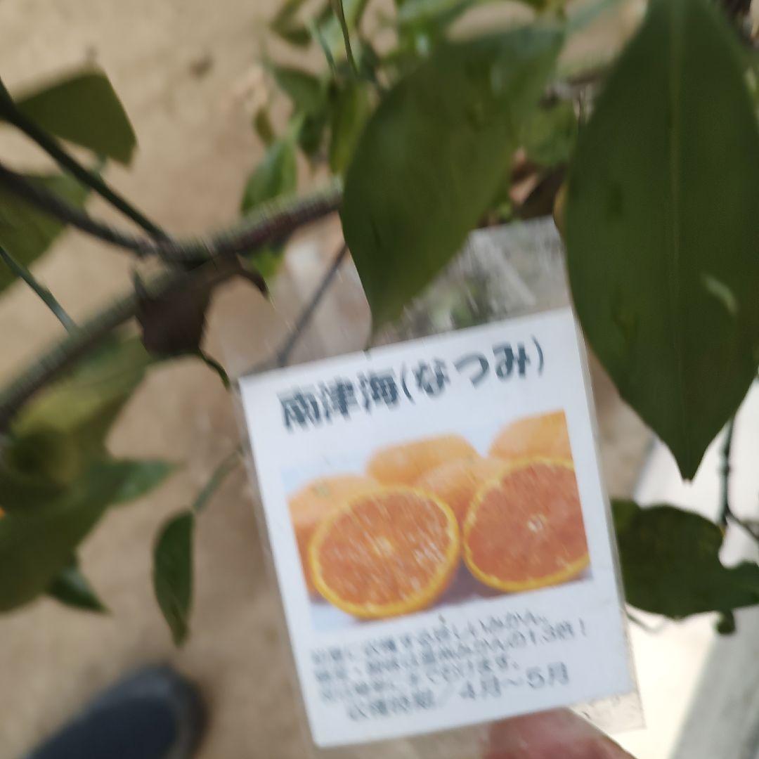 ひいさま専用出品