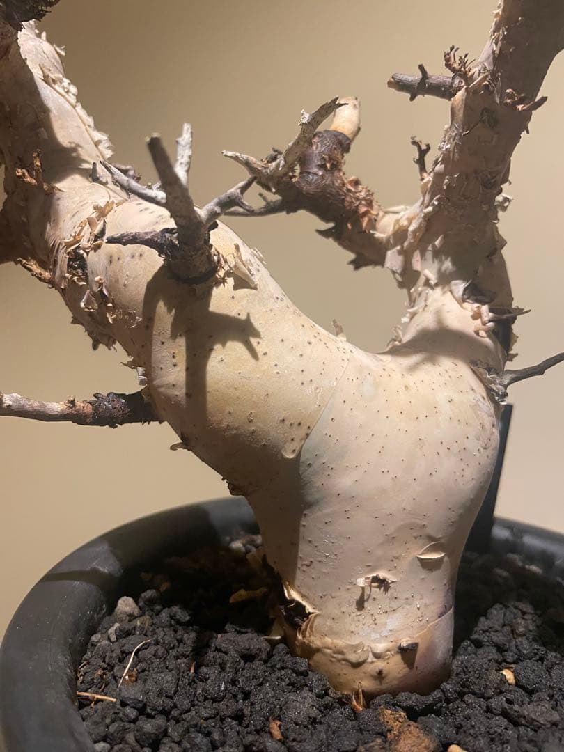 本日限定値下げ！大型株 コミフォラ カタフ ピュア