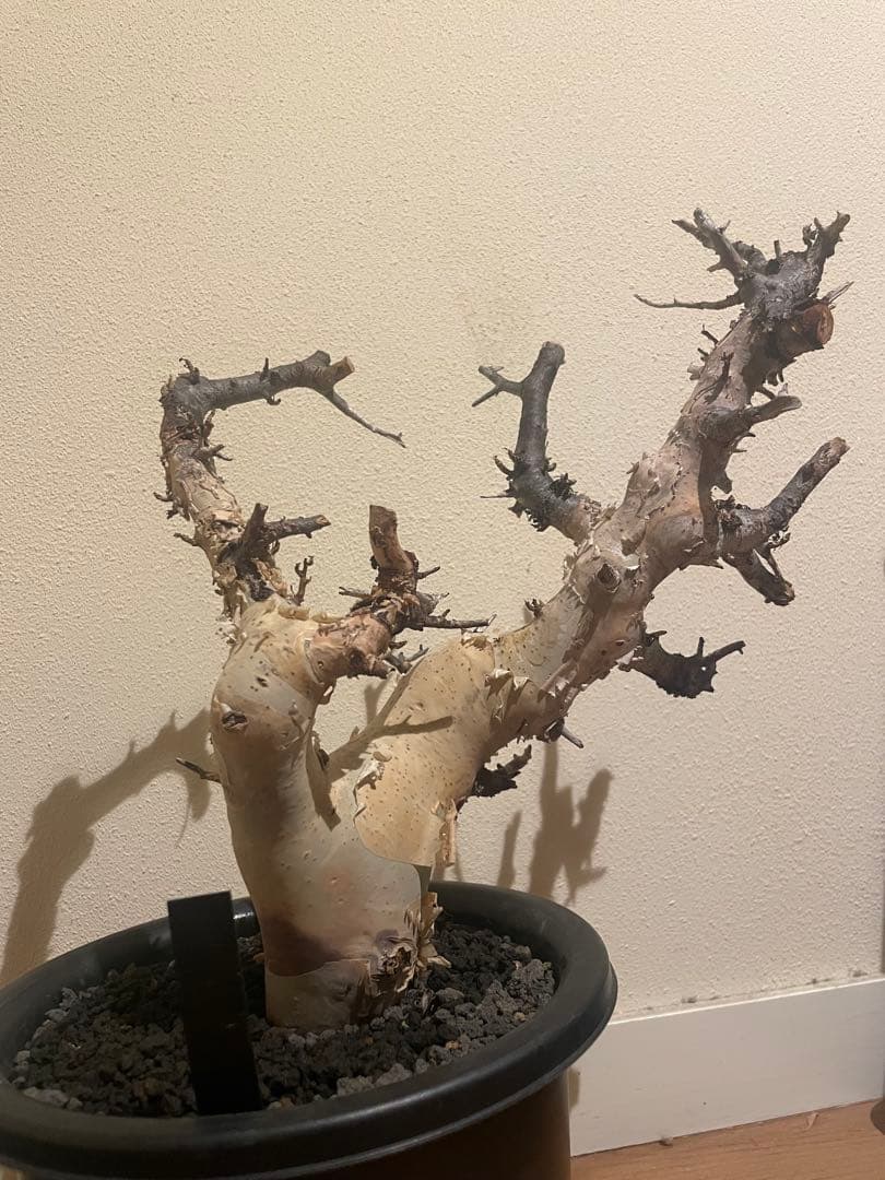 本日限定値下げ！大型株 コミフォラ カタフ ピュア