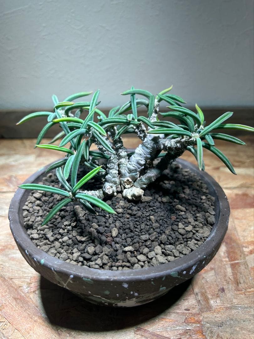 国内実生　長期管理株　ユーフォルビア　キリンドリフォリア　陶器鉢のまま発想　塊根